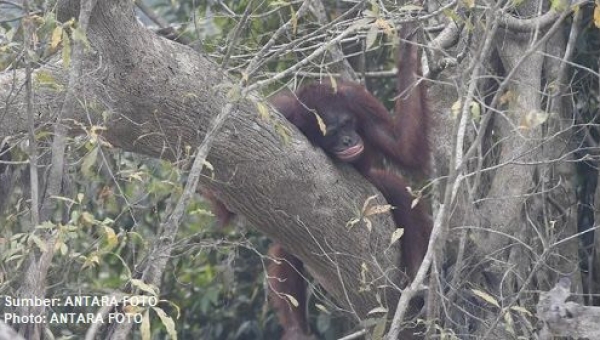 BKSDA Tanggapi Video Viral Orang Utan yang Memprihatinkan di Lokasi Tambang